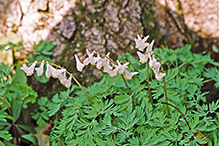 Dutchman’s breeches