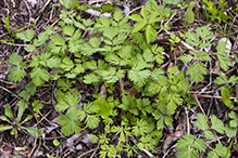 Dutchman’s breeches