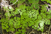 Dutchman’s breeches