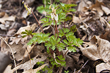 Dutchman’s breeches