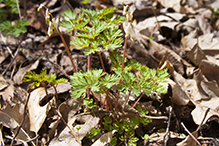 Dutchman’s breeches