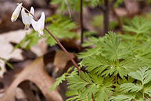 Dutchman’s breeches