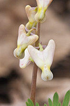 Dutchman’s breeches