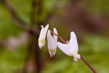 Dutchman’s breeches