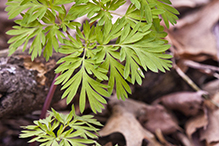 Dutchman’s breeches