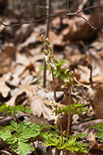 Dutchman’s breeches