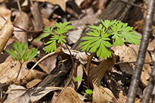 Dutchman’s breeches