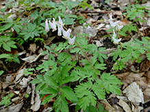 Dutchman’s breeches