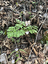 Dutchman’s breeches