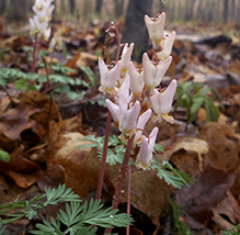 Dutchman’s breeches