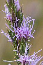 dotted blazing star