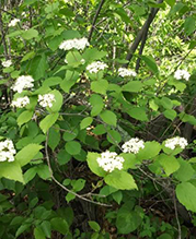 downy arrowwood