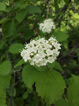 downy arrowwood