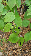 downy arrowwood