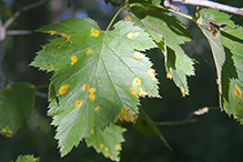 downy hawthorn