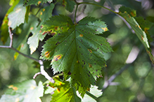 downy hawthorn