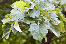 downy hawthorn