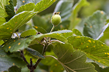 downy hawthorn