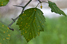 downy hawthorn