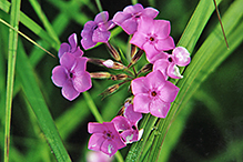 downy phlox