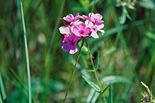 downy phlox