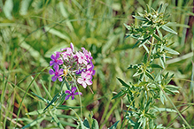 downy phlox