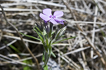 downy phlox