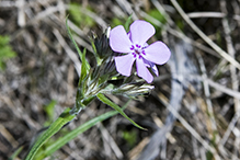 downy phlox