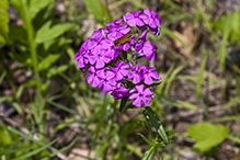 downy phlox