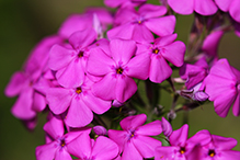 downy phlox