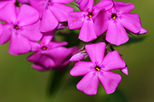 downy phlox