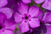 downy phlox