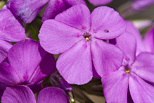 downy phlox