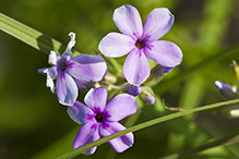 downy phlox