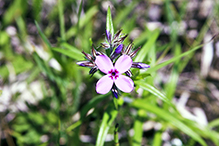 downy phlox