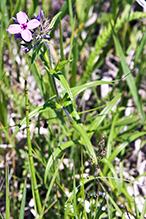 downy phlox