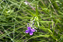 downy phlox