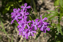 downy phlox