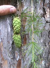 European larch