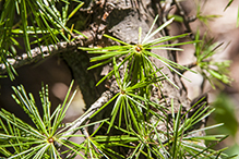 European larch