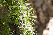 European larch