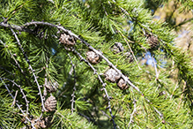 European larch