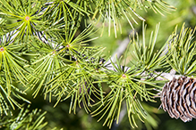 European larch