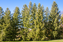 European larch