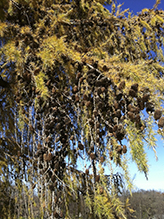 European larch