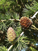 European larch