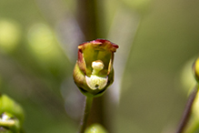 early figwort