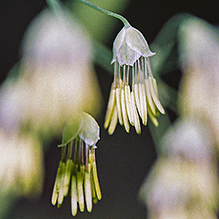 early meadow-rue