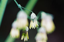 early meadow rue early meadow rue