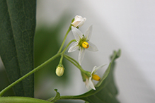 eastern black nightshade